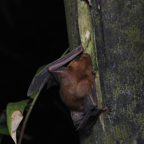 ©FS Sour (All Rights Reserved)