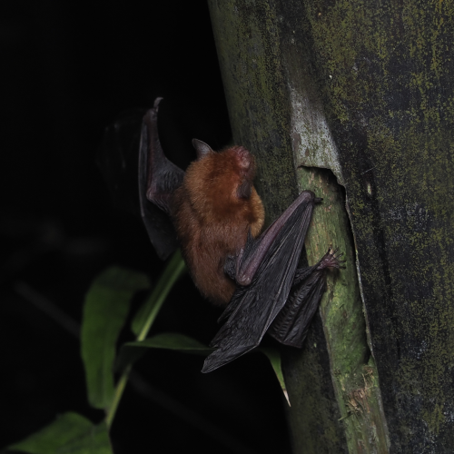 ©FS Sour (All Rights Reserved)