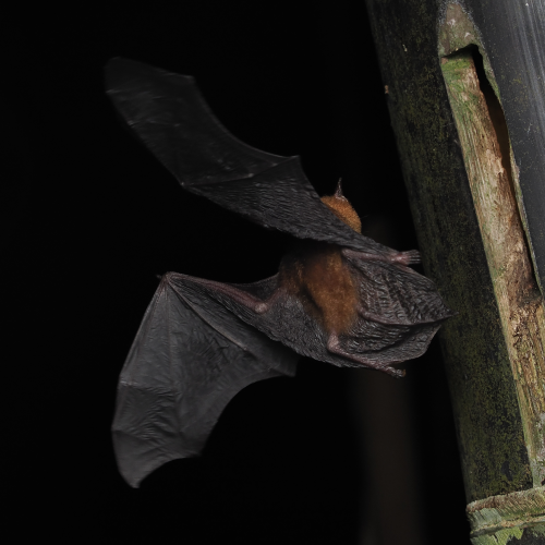 ©FS Sour (All Rights Reserved)