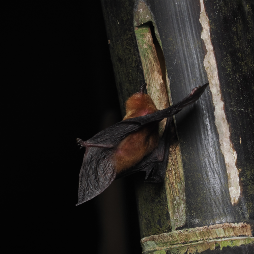 ©FS Sour (All Rights Reserved)