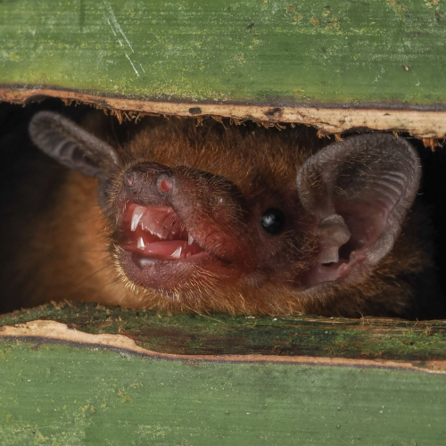 ©FS Sour (All Rights Reserved)