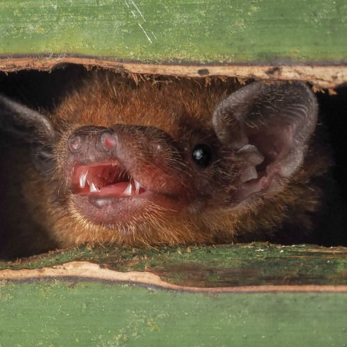 ©FS Sour (All Rights Reserved)