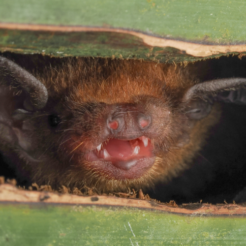 ©FS Sour (All Rights Reserved)