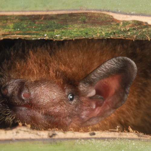 ©FS Sour (All Rights Reserved)