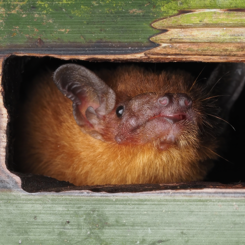 ©Timmy (All Rights Reserved)