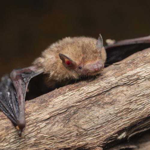 ©Lawrence Hylton CC BY-NC