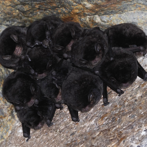 ©FS Sour (All Rights Reserved)