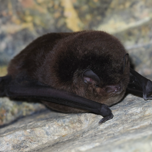 ©FS Sour (All Rights Reserved)