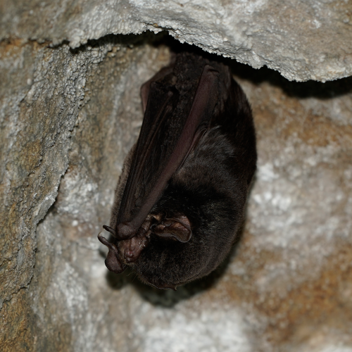 ©Hong Kong Bat Radar (All Rights Reserved)