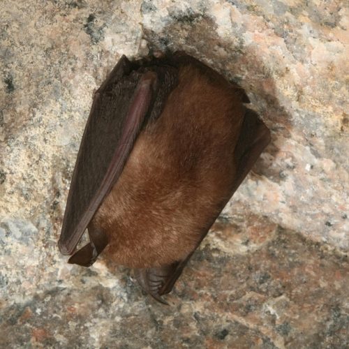 ©漁農自然護理署 (HKBIH)