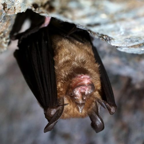 ©漁農自然護理署 (HKBIH)