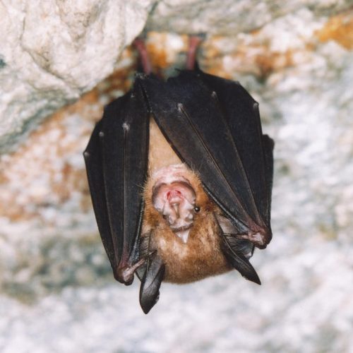 ©漁農自然護理署 (HKBIH)