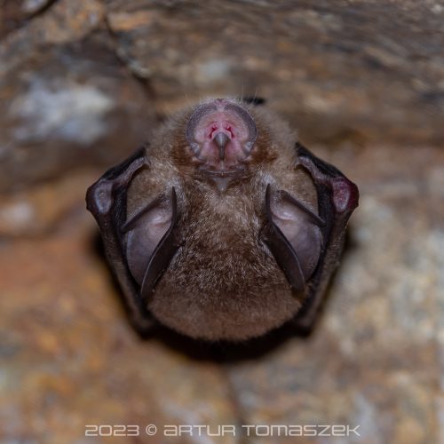 ©Artur Tomaszek (All Rights Reserved)