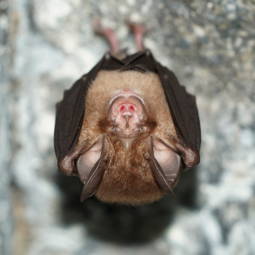 ©Hong Kong Bat Radar (All Rights Reserved)