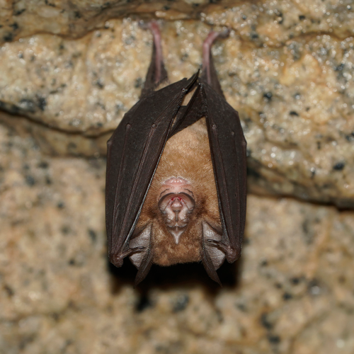 ©Hong Kong Bat Radar (All Rights Reserved)