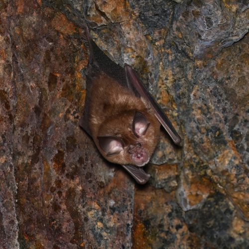 ©Navid Tam (All Rights Reserved)