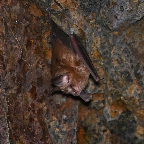 ©Navid Tam (All Rights Reserved)