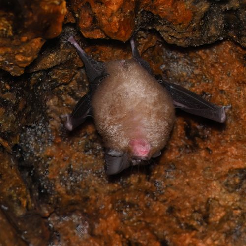 ©Navid Tam (All Rights Reserved)