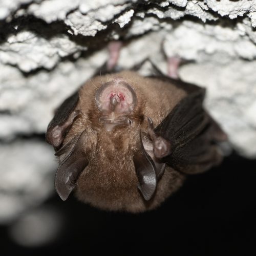 ©Pasteur Ng (All Rights Reserved)