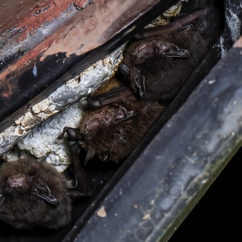 @Ada Chu (All Rights Reserved)