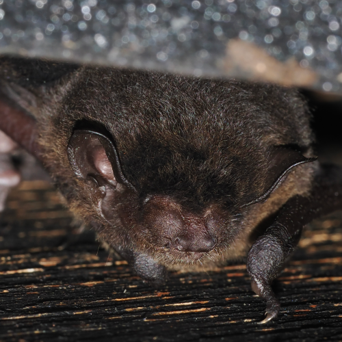 @FS Sour (All Rights Reserved)