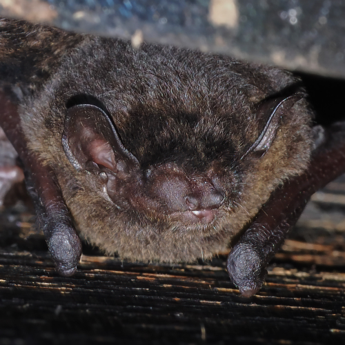 @FS Sour (All Rights Reserved)