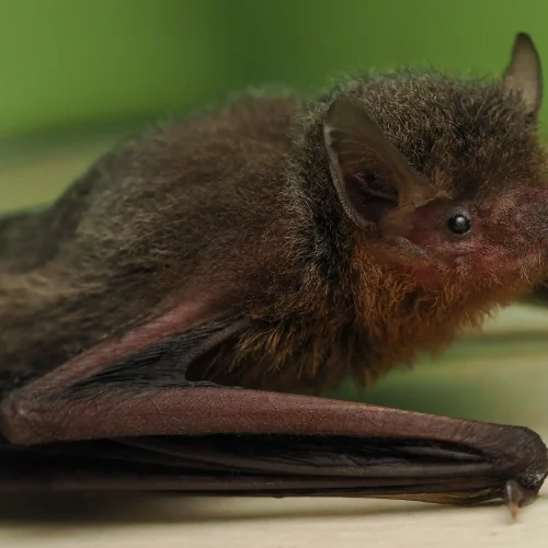 @FS Sour (All Rights Reserved)