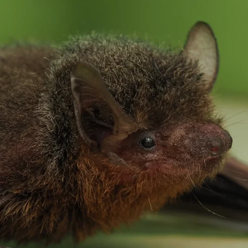 @FS Sour (All Rights Reserved)