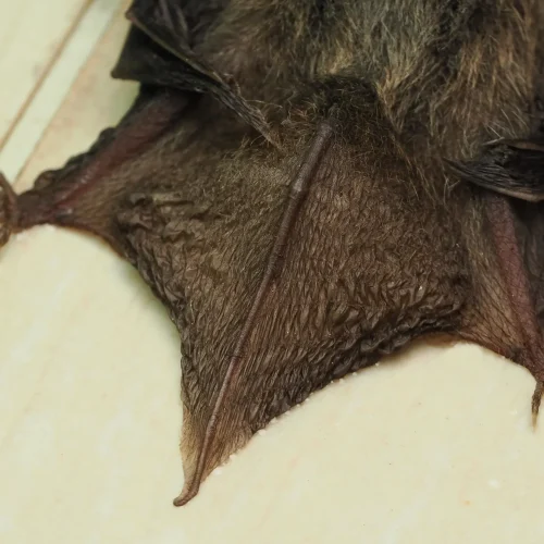 @FS Sour (All Rights Reserved)