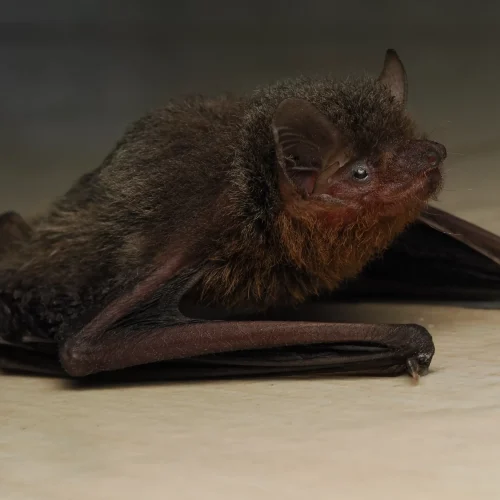 @FS Sour (All Rights Reserved)