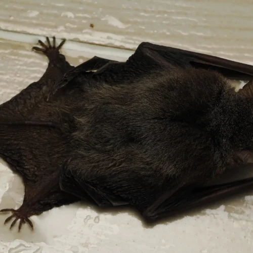 @FS Sour (All Rights Reserved)