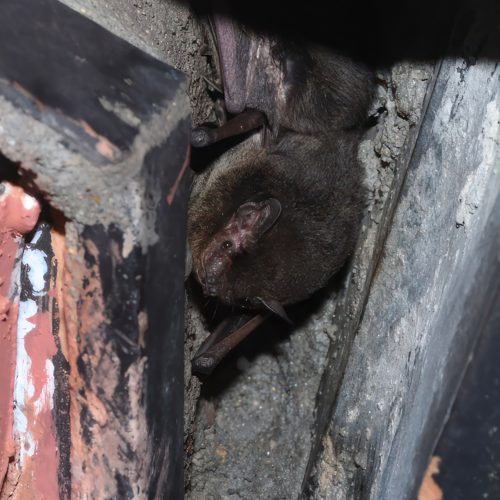 @Navid Tam (All Rights Reserved)