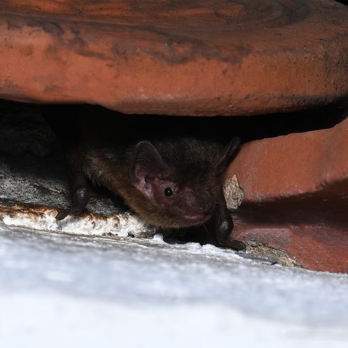 @Navid Tam (All Rights Reserved)