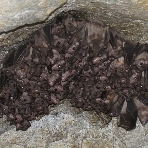 ©漁農自然護理署 (HKBIH)