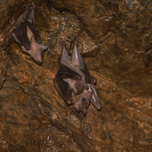 ©Hong Kong Bat Radar (All Rights Reserved)