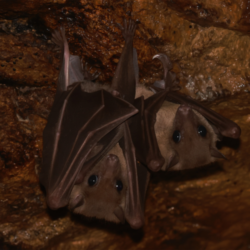 ©Hong Kong Bat Radar (All Rights Reserved)