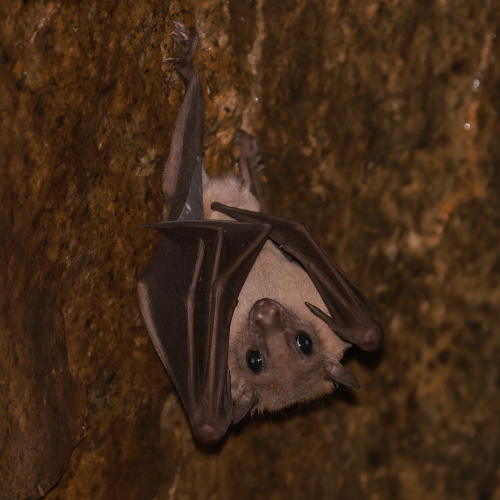 ©Hong Kong Bat Radar (All Rights Reserved)