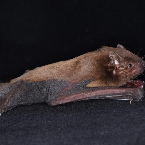 ©漁農自然護理署 (HKBIH)