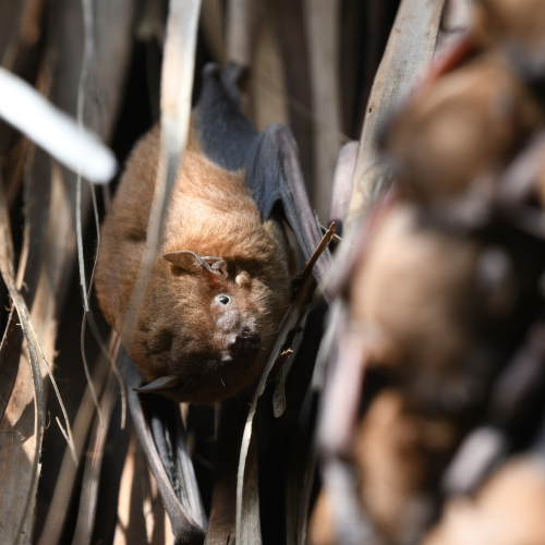 ©Forestry and Nature Conservation Agency