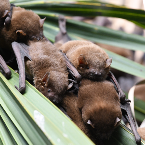 ©Forestry and Nature Conservation Agency