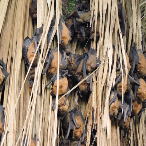 ©Forestry and Nature Conservation Agency