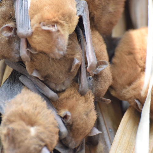 ©Forestry and Nature Conservation Agency