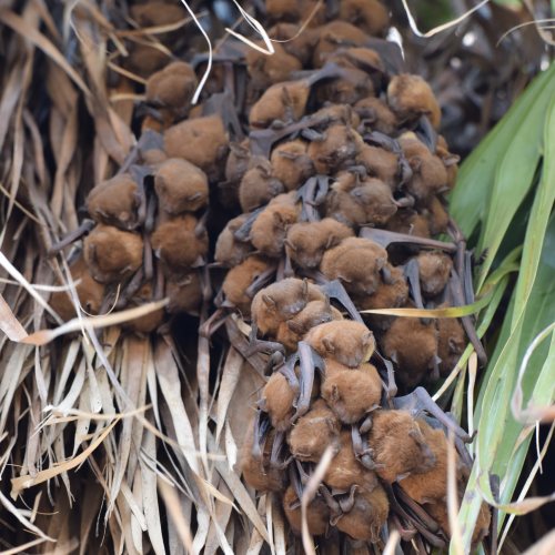 ©Forestry and Nature Conservation Agency