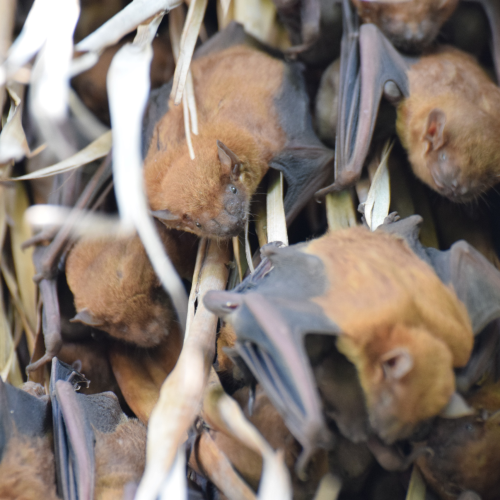 ©Forestry and Nature Conservation Agency