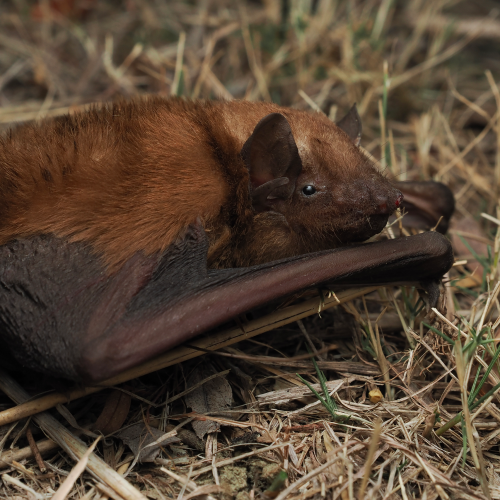 ©FS Sour (All Right Reserved)