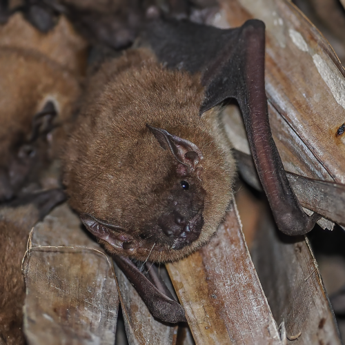 ©FS Sour (All Right Reserved)