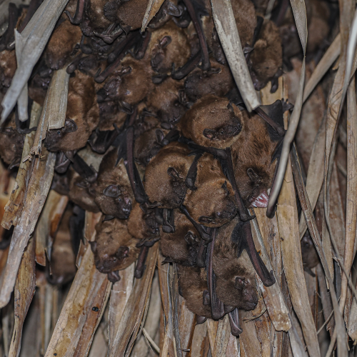 ©FS Sour (All Right Reserved)