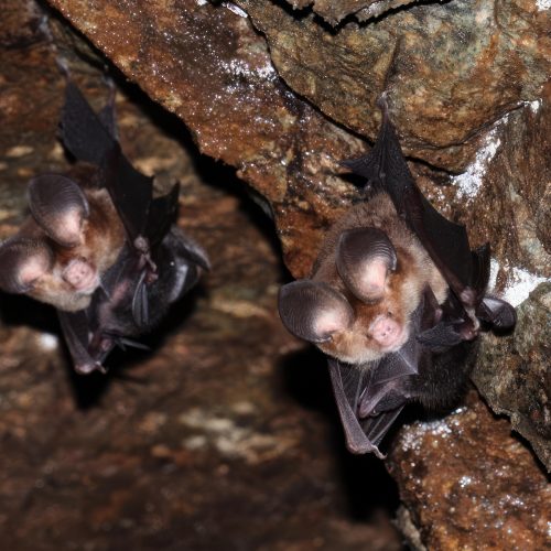 ©漁農自然護理署 (HKBIH)