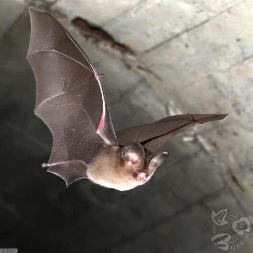 ©漁農自然護理署 (HKBIH)