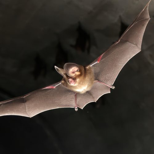 ©漁農自然護理署 (HKBIH)